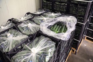 Kriz Dikenli Hıyarı Vurdu 1 5 Liraydı Şimdi Çöpe Gidiyor