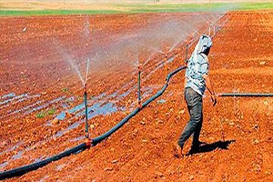 Miras Tarlalar Parçalanmaktan Kurtuldu