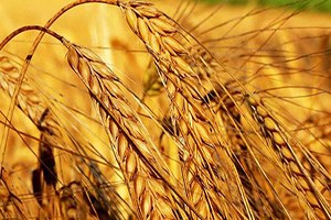 Rusya Hububat Satmaya Devam Edecek