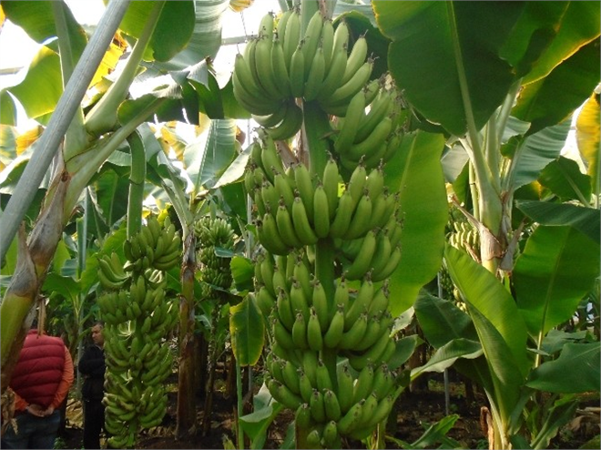 Erdemli de Muz Üreticilerinin Yüzü Gülüyor