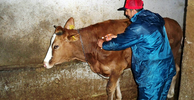 Şap Hastalığı İle Mücadele Devam Ediyor