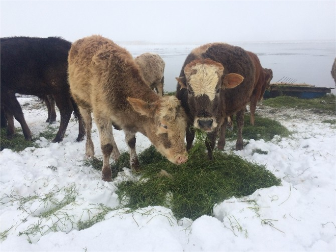 Dondurucu Soğukta da Taze Ot