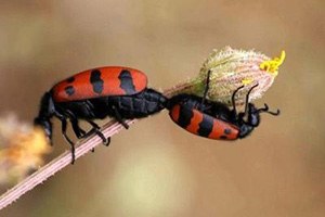 Biyokaçakçılıkla Mücadele Çalışmaları Devam Ediyor