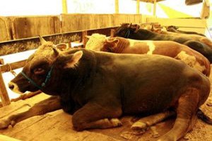 Hayvanların Küpelenmesi ve Kaydı Üretici Birliklerine Devredildi