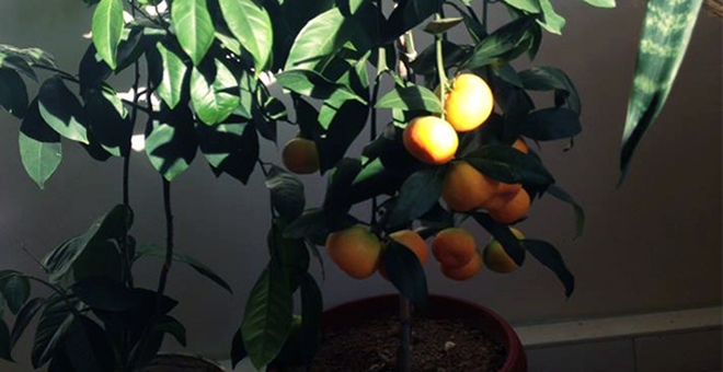 Kalorifer Sıcaklığında Narenciye Yetiştirildi