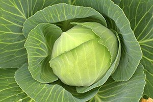 Lahana Fiyatları Çiftçinin Yüzünü Güldürdü