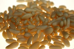 Tkdk den Çam Fıstığı Tesisine Destek