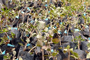 Batman da 190 Bin Fıstık Fidanı Dağıtımı