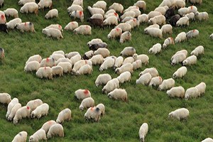 Hayvan Sayısının Artması Hayvancılığın Gelişmesi Değildir