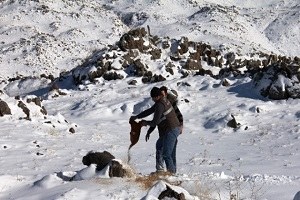 Yaban Hayvanlar İçin Ağrı Dağı na Yem Bırakıldı