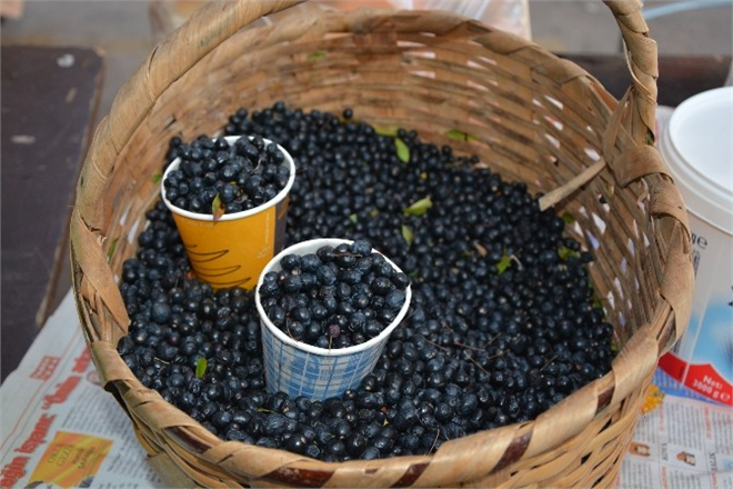 Sinop Pazarında Yaban Mersini