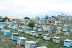 Arı Çiti Yapımı İçin Hibe Verilecek