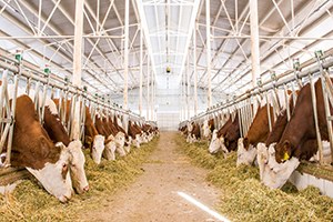 Başkent te Dev Hayvancılık Bölgesi