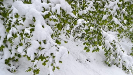 Kar Fındığı Kış Uykusuna Yatırdı