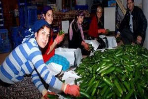 Fiyatı 2 Lira 20 Kuruştan 10 Kuruşa Düştü