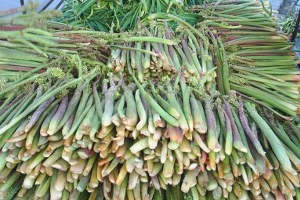 Yüksekova da Işgın Turşusu Yapıldı