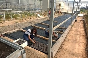 Lise Öğrencileri Yılda 100 Bin Mevsimlik Çiçek 10 Bin Gül Yetiştirecek