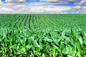 Tarım Topraklarına SİT Kalkanı