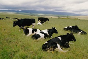 Tunceli de Hayvancılığı Geliştirme Çalışmaları