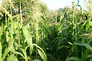 Uzun Tarım Bitkilerinin Ekimi Yasaklandı