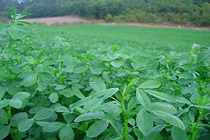 Vezirköprü de Çiftçilere Yonca Tohumu ve Süt Tankı Dağıtıldı