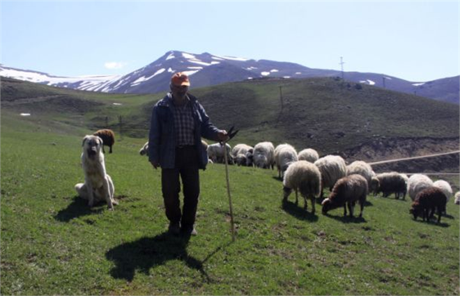 Çoban Açığını Suriyeliler Kapatacak