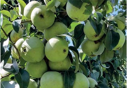 Karyağdı Armudu Marka Oluyor