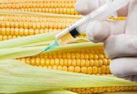 Kanserojen Tarım İlacına Dirençli Gdo`lu Mısır da Kanserojen Çıktı