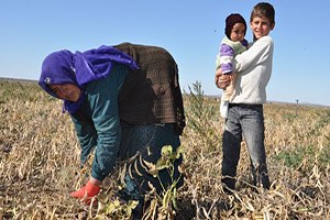 Tarımda Kadının Kendisi Var Ama Adı Yok
