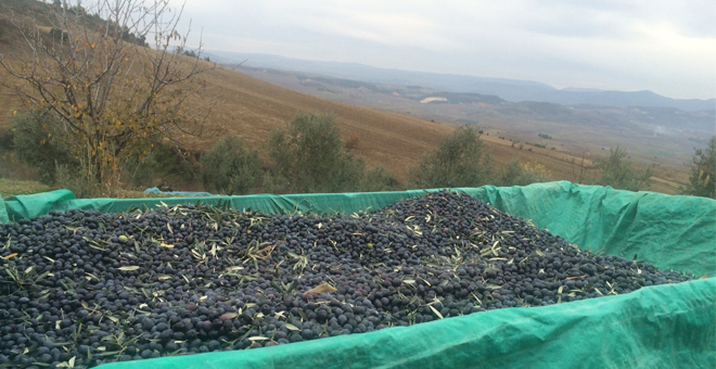Bilecik te Zeytin Hasadı Devam Ediyor