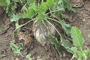 Edirne de Şeker Pancarı Tarih Oluyor