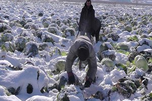 Tonlarca Lahana Kar Altında Kaldı Yüzlerce Aileler Mağdur Oldu