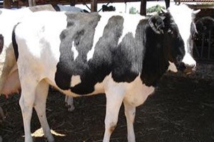 Şap Hastalığı ile Mücadele Tüm Hızıyla Devam ediyor