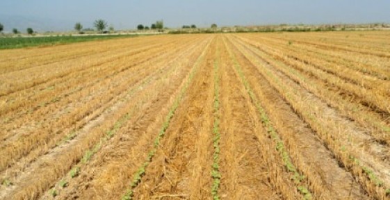 Töre Hem Toprakları Hem de Hayvanları Besleyecek