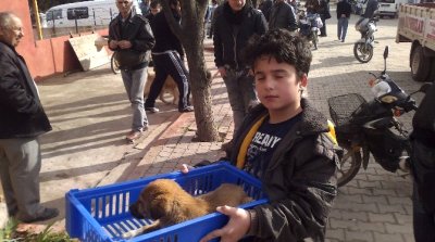 Köpekler Kuduz Tehlikesine Karşı Aşılanıyor