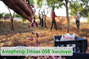 Gaziantep te Antepfıstığı İhtisas OSB kuruluyor