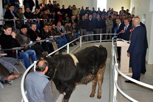 Denizli Canlı Hayvan Mezat Salonu nda İlk Hayvan Satıldı