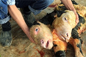 Gözlerinize inanamayacaksınız