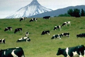 Niksar da Tarım ve Hayvancılık Bilgilendirme Toplantısı