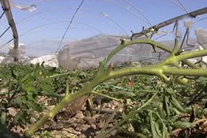 Silifke de Seraları Hortum Vurdu