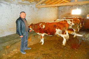 Ay Yıldızlı İnek Görenleri Şaşırtıyor