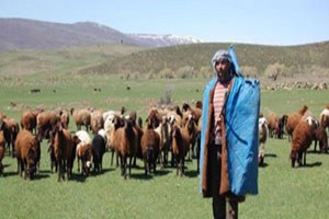 Kırıkkale de Sürü Yönetimi Kursu Açılacak