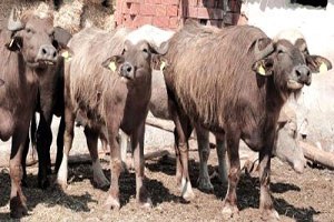 Yozgat ta Manda Yetiştiriciliği İçin Destek Projesi