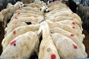 Hayvan ve Et Kaçakçılığı Hayvancılığa Darbe Vurdu