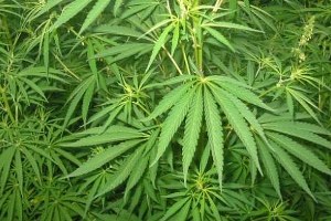 Samsun da Kenevir Eğitimi