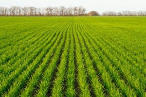 FAO Kış Tahılları Umut Vaat Ediyor