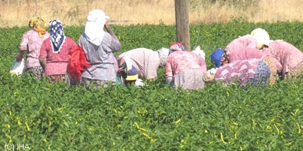 Mevsimlik Tarım İşçilerinin Sorunlarının Araştırılması Çalıştayı
