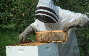 Ahlat ta Arıcılık Kursu