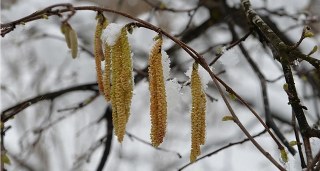 Fındıkta Don Endişesi