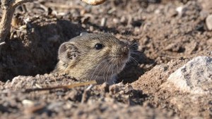 Kar Suyu Kulağına Değdi Buğdayı Yiyecek Fareler Öldü